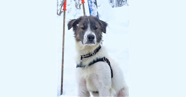 Goose, a Staffordshire Terrier and Golden Retriever mix tested with EmbarkVet.com