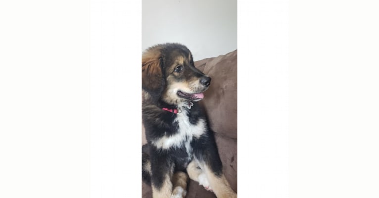 Mountain malamute dog top