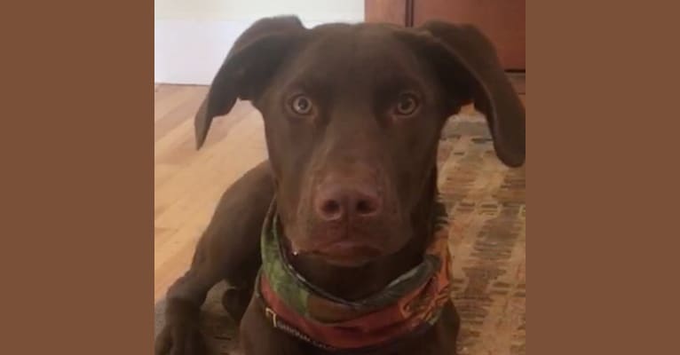 Zydeco, a Catahoula Leopard Dog and Labrador Retriever mix tested with EmbarkVet.com