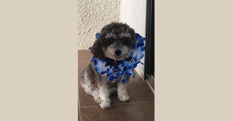 Photo of Holly, a Poodle (Small)  in Seattle, Washington, USA