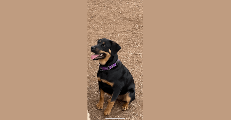 Photo of Nori, a Rottweiler, Great Pyrenees, and Labrador Retriever mix in Austin, Texas, USA