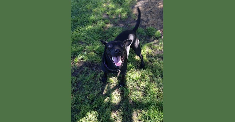 Pickles, an American Pit Bull Terrier and Golden Retriever mix tested with EmbarkVet.com