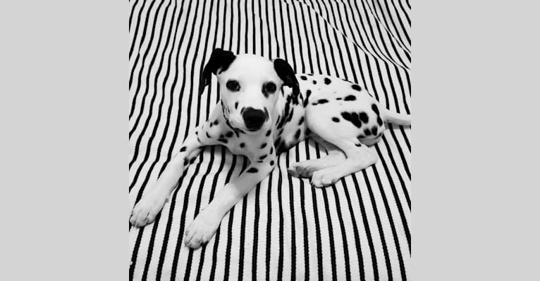 Hoosier Dauge, a Dalmatian tested with EmbarkVet.com