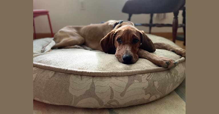 Walter, an American English Coonhound tested with EmbarkVet.com