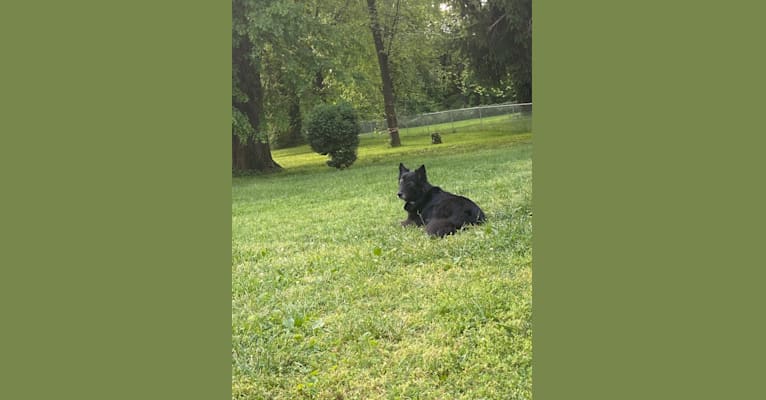 Bean, a Siberian Husky and Chow Chow mix tested with EmbarkVet.com