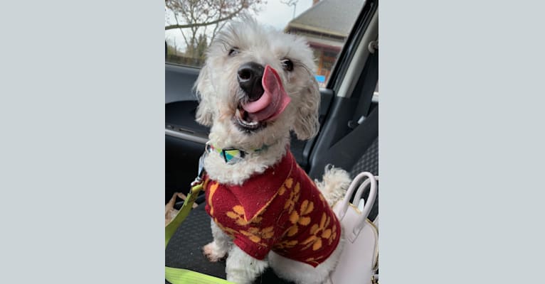 Pig, a Maltese and Bichon Frise mix tested with EmbarkVet.com