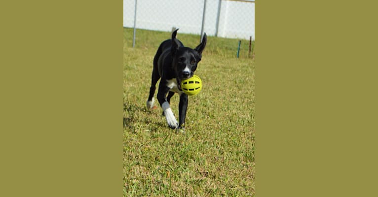 Arya, a Treeing Walker Coonhound and Great Pyrenees mix tested with EmbarkVet.com