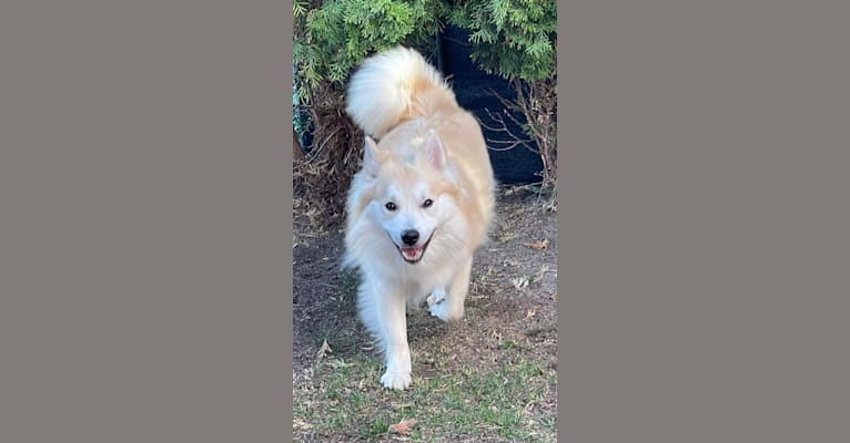 Mo, an Icelandic Sheepdog tested with EmbarkVet.com