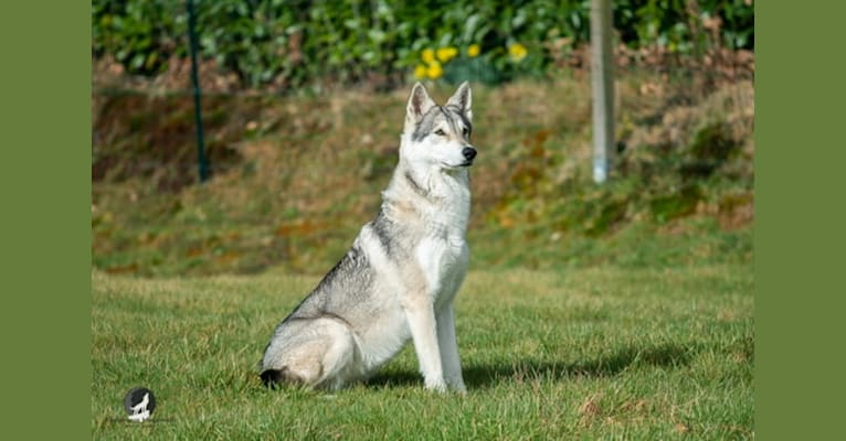 Photo of Khalibisnya Maginwulf Millesys, a Saarloos Wolfdog  in Khalibisnya Maginwulf, Rue de Rouen, Crasville-la-Rocquefort, France