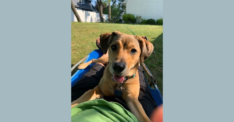 Pretzel, a Beagle and Golden Retriever mix tested with EmbarkVet.com