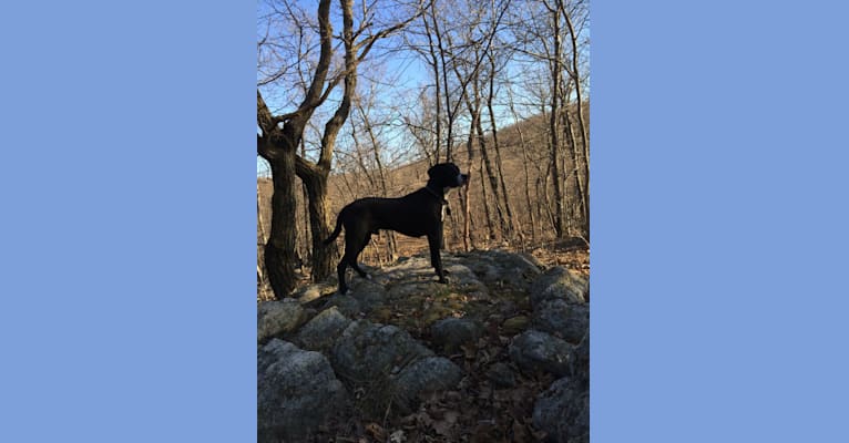 Tucker, a Labrador Retriever and American Staffordshire Terrier mix tested with EmbarkVet.com