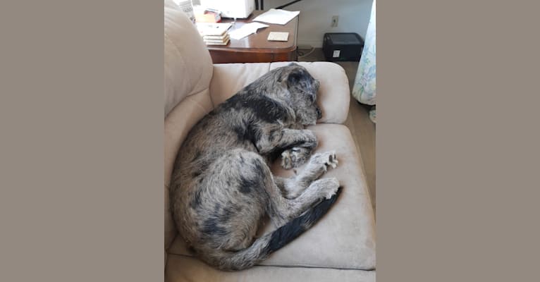 Achelois, a Bouvier des Flandres and Great Dane mix tested with EmbarkVet.com