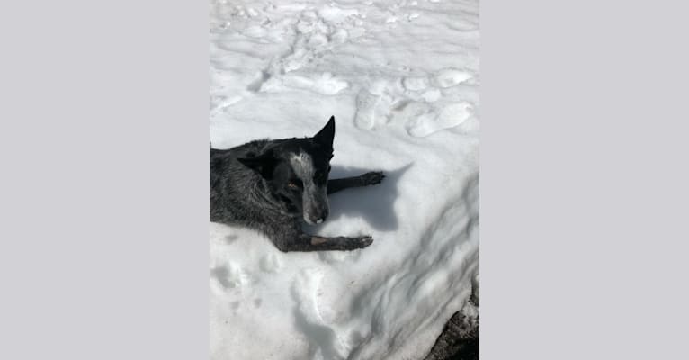 Bodie, an Australian Cattle Dog and Border Collie mix tested with EmbarkVet.com