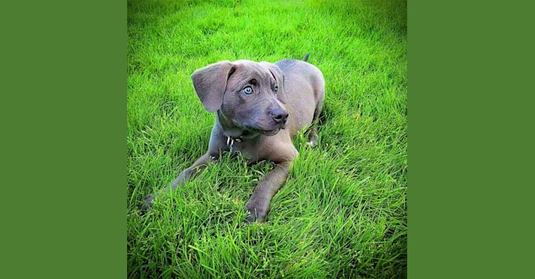 Photo of Jaxon, an American Pit Bull Terrier, Chow Chow, and Mixed mix in Memphis, Tennessee, USA