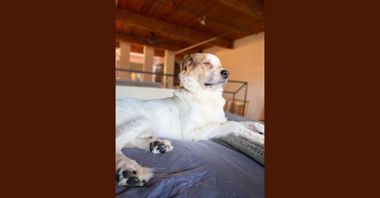 Photo of Taki, a Great Pyrenees and Mixed mix in California, USA