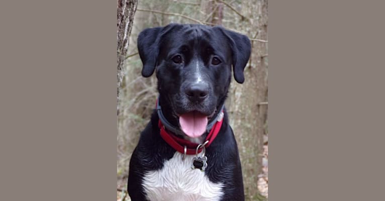 Ruger, a Boxer and American Pit Bull Terrier mix tested with EmbarkVet.com