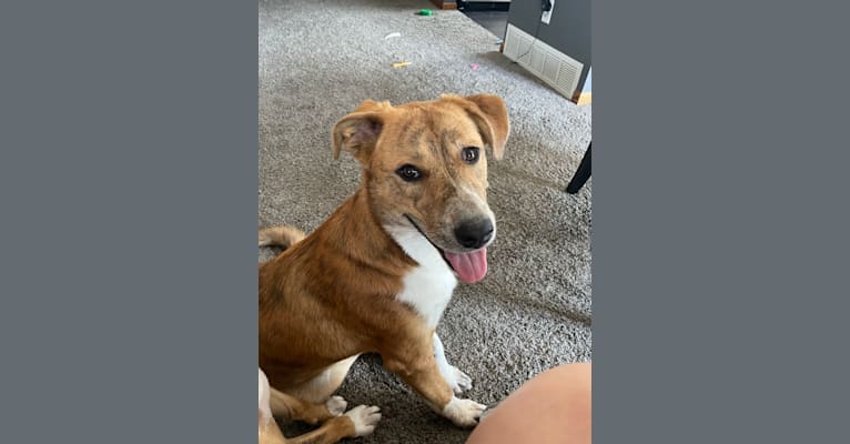 Willow, an Australian Cattle Dog and Boxer mix tested with EmbarkVet.com
