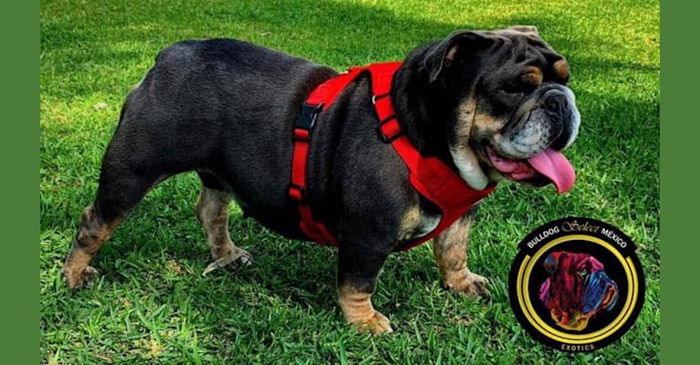 Photo of Soldado, a Bulldog  in Mexico City, Mexico