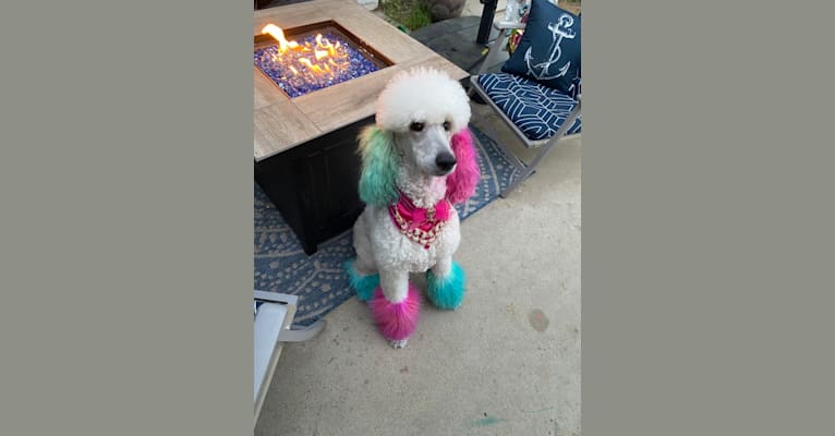 Photo of Fancy Chanel Mademoiselle, a Poodle (Standard)  in Escondido, CA, USA