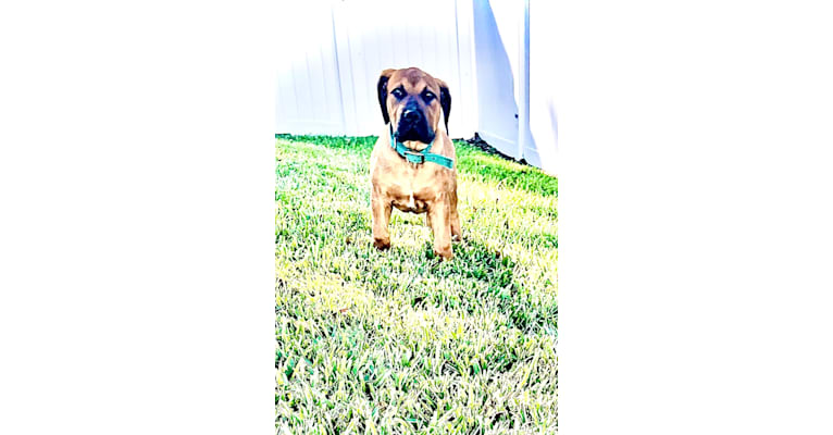 Photo of Rock, a Boerboel  in Fort Myers, FL, USA