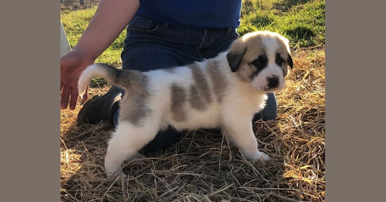 Photo of Stoeger, an Anatolian Shepherd Dog, Great Pyrenees, and Mixed mix in Moretown, VT, USA