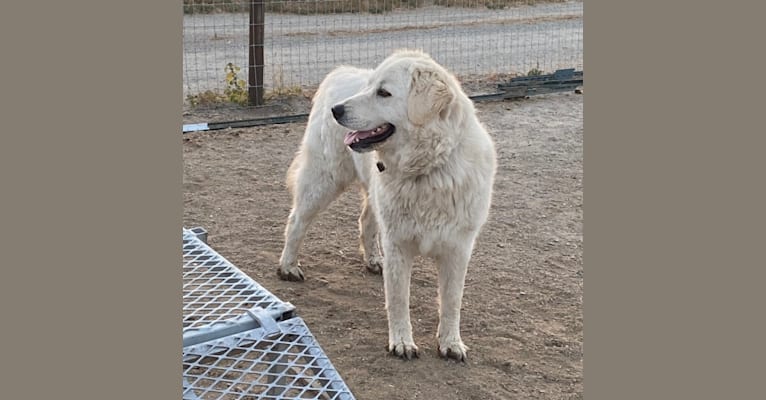 Celeste, a Maremma Sheepdog tested with EmbarkVet.com