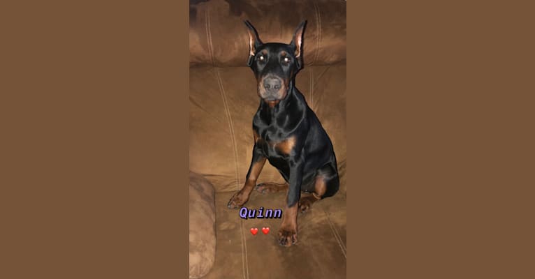 Quinn, a Doberman Pinscher tested with EmbarkVet.com