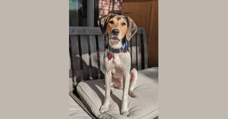 Ziggy, a Treeing Walker Coonhound and Mountain Cur mix tested with EmbarkVet.com