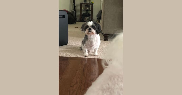 Harvey, a Shih Tzu tested with EmbarkVet.com