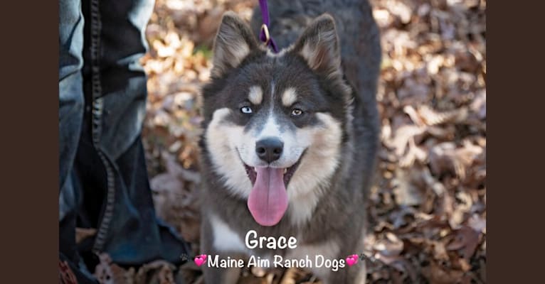 Grace, a Pomsky tested with EmbarkVet.com