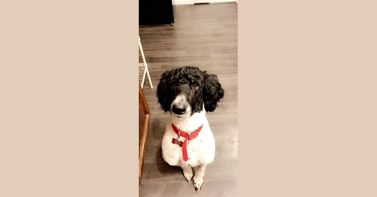 Benjamin Benji Bentley Benson, a Poodle (Standard) tested with EmbarkVet.com