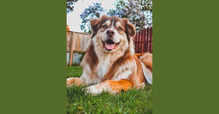 Farley, an Australian Shepherd tested with EmbarkVet.com