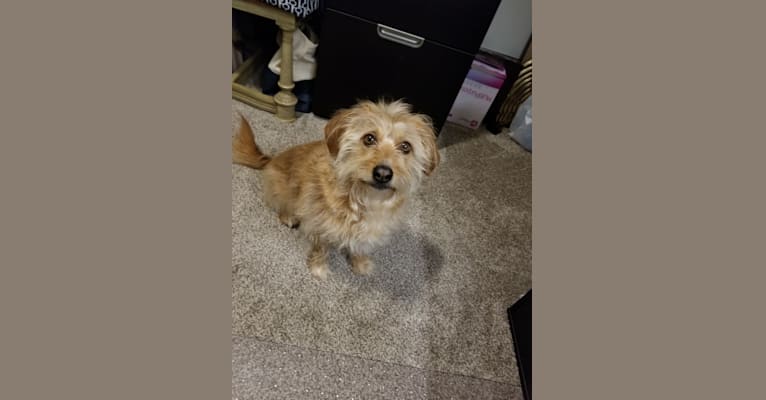 Lhasa apso and beagle mix hot sale