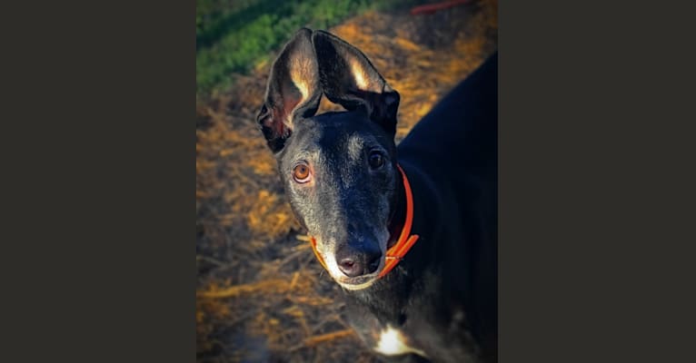 Drake, a Greyhound tested with EmbarkVet.com