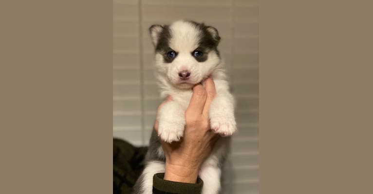 Photo of GHOST, a Pomsky  in 21244 Lake View Drive, Lake View, AL, USA