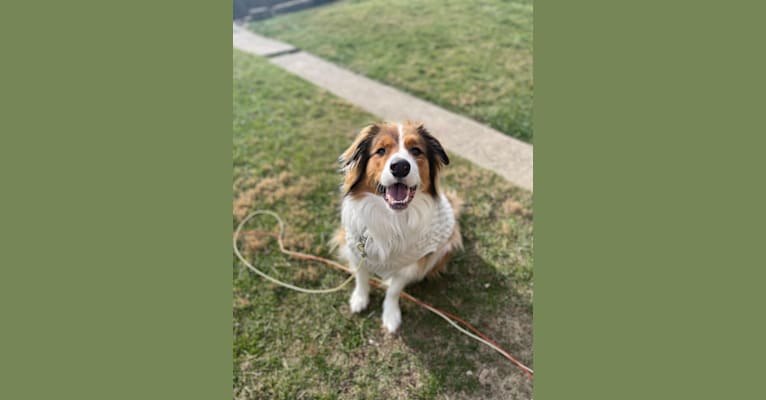 Milo, an English Shepherd tested with EmbarkVet.com