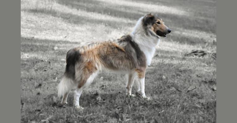 Photo of Bixby, a Collie (Scottish-Type)  in Cecilia, KY, USA