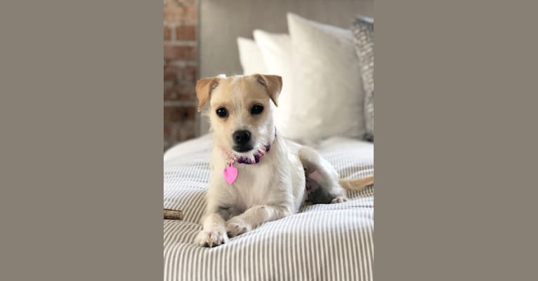 Lola, a Chihuahua and Poodle (Small) mix tested with EmbarkVet.com
