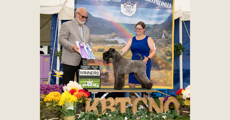 Nora, a Kerry Blue Terrier tested with EmbarkVet.com