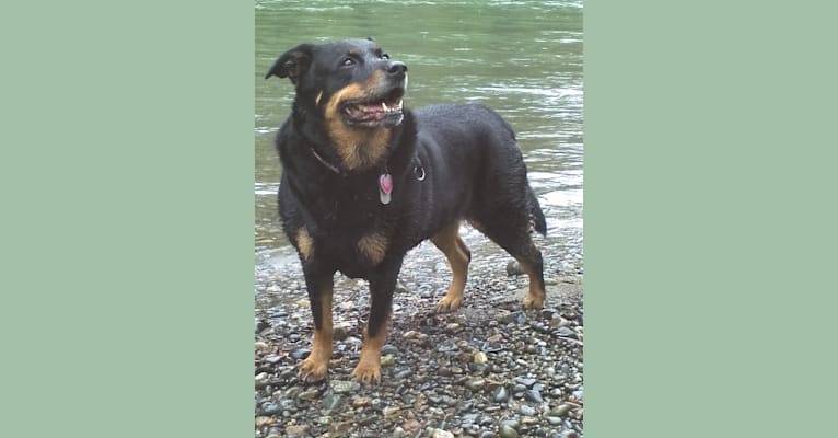 Emmie, a Rottweiler and Doberman Pinscher mix tested with EmbarkVet.com