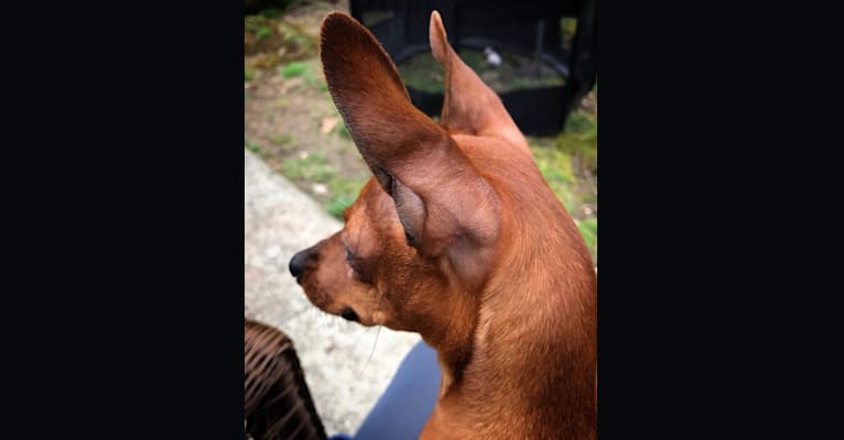 Photo of Ginger, a Miniature Pinscher  in Manorhaven, New York, USA