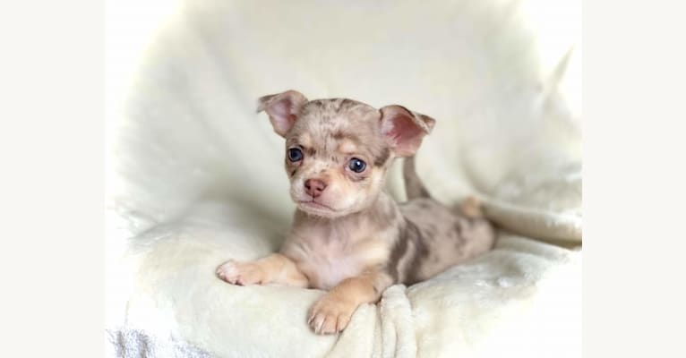 Francheska, a Chihuahua tested with EmbarkVet.com
