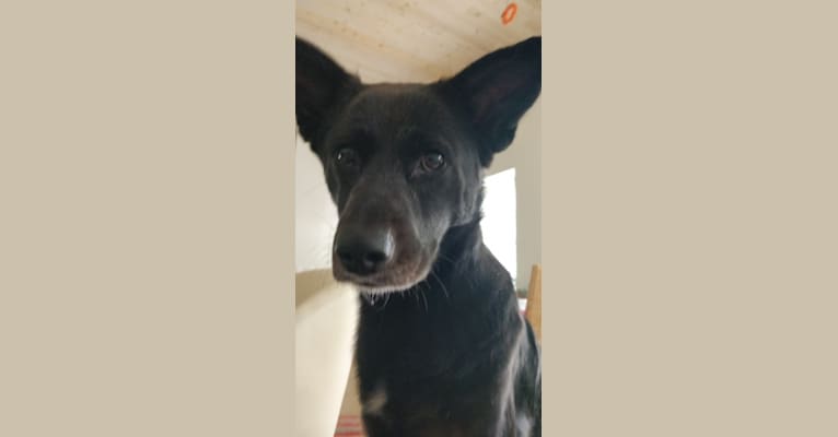 Ronja, a German Shepherd Dog and Labrador Retriever mix tested with EmbarkVet.com