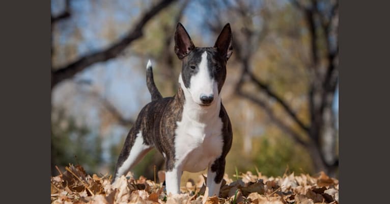 Dink, a Miniature Bull Terrier tested with EmbarkVet.com
