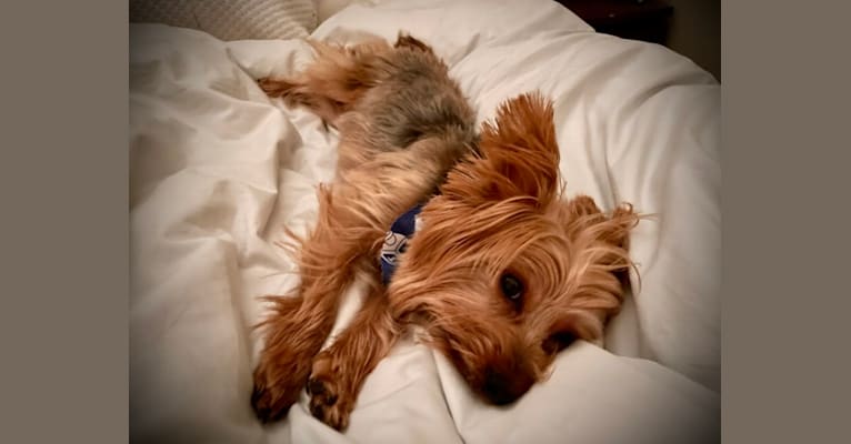 Oliver, a Yorkshire Terrier tested with EmbarkVet.com