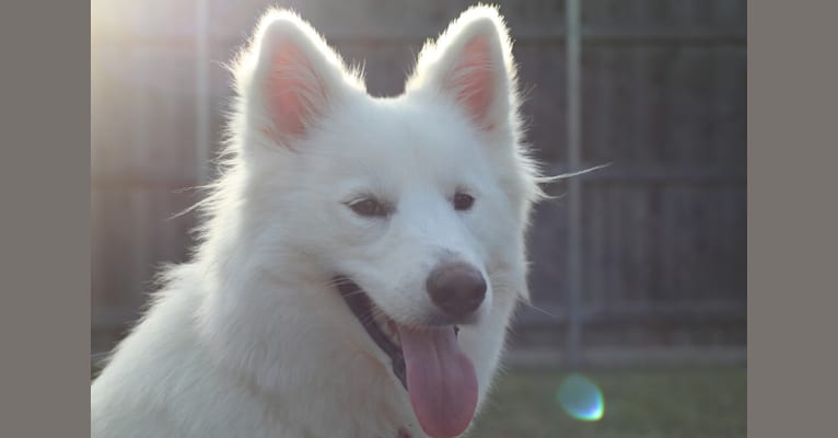 Ivy, a Siberian Husky and German Shepherd Dog mix tested with EmbarkVet.com