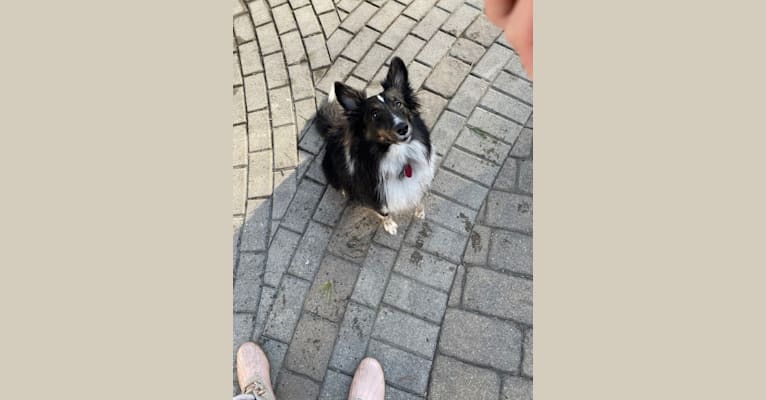 Whiskey Cash Adams, a Shetland Sheepdog tested with EmbarkVet.com