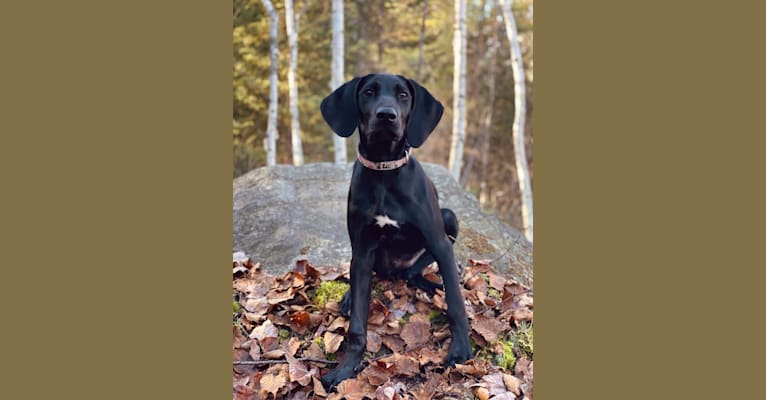 Photo of Spree, a German Shorthaired Pointer and Alaskan-type Husky mix in Greater Sudbury, Ontario, Canada
