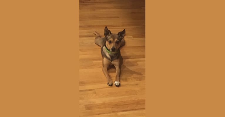 Naomi, a Pomeranian and Rat Terrier mix tested with EmbarkVet.com