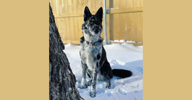 Chinook, a German Shepherd Dog and Siberian Husky mix tested with EmbarkVet.com